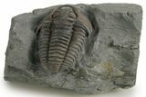 Prone Flexicalymene Trilobite - Mt Orab, Ohio #347308-1